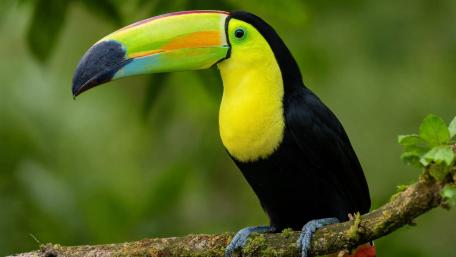 Colorful Keel Billed Toucan Portrait wallpaper