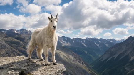 Alpine Goat Overlook wallpaper