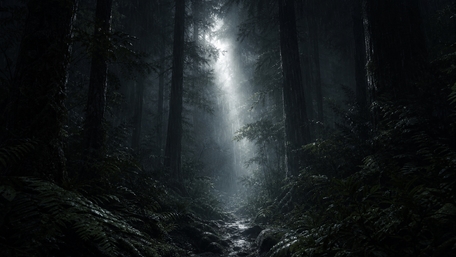 Mysterious Forest Light Through Shadows wallpaper