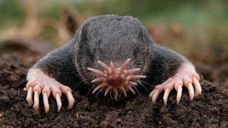 Star Nosed Mole wallpaper