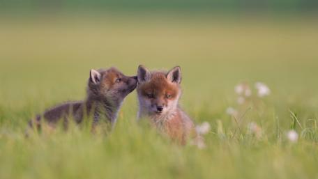 Playful Fox Cubs in Meadow wallpaper