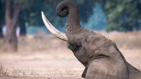 Majestic Elephant Safari Pose wallpaper
