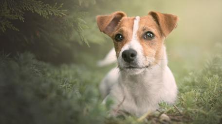 Gentle Jack Russell in Soft Forest Light wallpaper