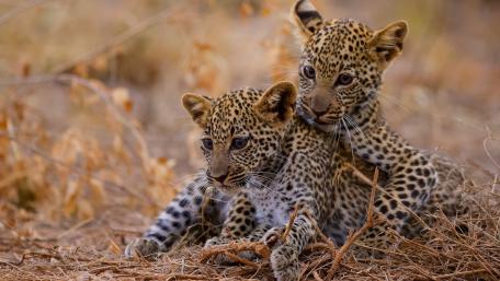 Leopard Cubs Resting in Golden Grassland wallpaper