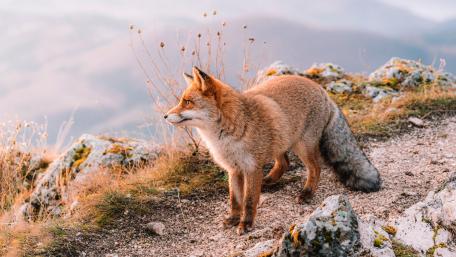 Majestic Red Fox on Mountain Trail wallpaper