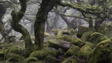 Ancient Mossy Forest in Wistmans Wood wallpaper