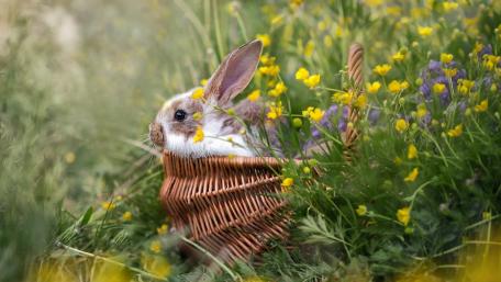 Cute Rabbit in Wildflower Basket wallpaper