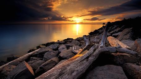Golden Driftwood Coastline Sunset wallpaper