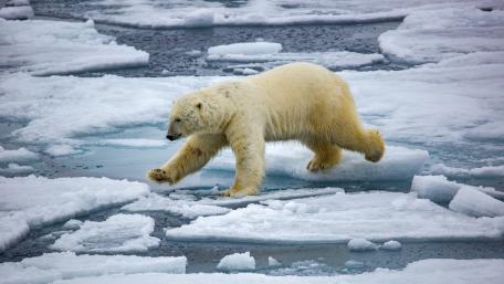Arctic Bear Crossing Ice wallpaper