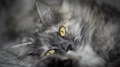 Dreamy Grey Cat Closeup wallpaper