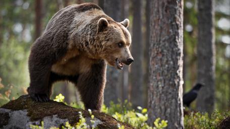 Majestic Bear Roaming the Forest wallpaper