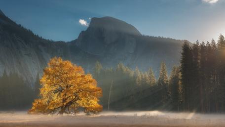 Golden Lone Tree in Misty Yosemite Valley wallpaper