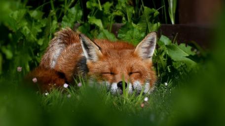 Sleeping Red Fox in Green Meadow wallpaper