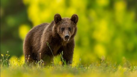 Curious Bear Cub in Golden Meadow wallpaper