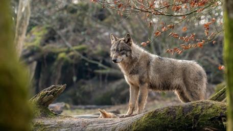 Majestic Wolf in Autumn Forest wallpaper