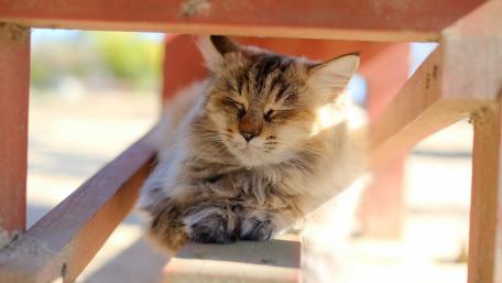 Sleepy Kitten in Sunlit Wooden Frame wallpaper