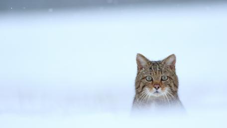 Silent Wildcat in Winter Frost wallpaper