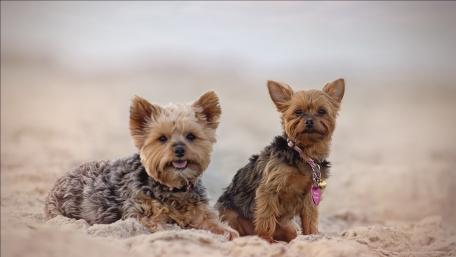 Adorable Yorkshire Terriers on Sandy Beach wallpaper