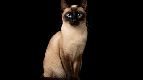 Elegant Siamese Cat Portrait wallpaper