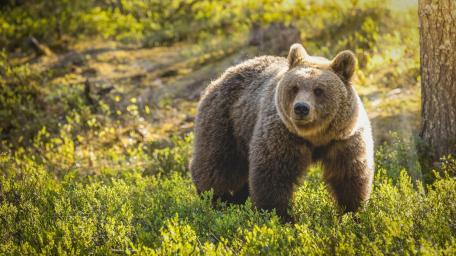 Majestic Bear in Sunlit Forest wallpaper