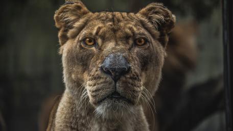 Majestic Lioness Close Up Portrait wallpaper