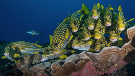 Striped Coral Reef School wallpaper