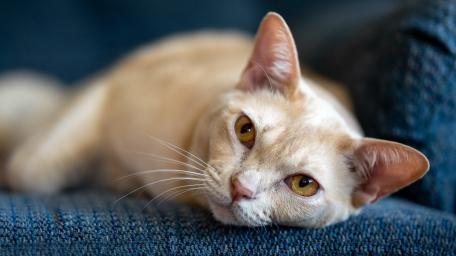 Relaxed Cream Cat on Blue Sofa wallpaper