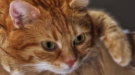 Golden Tabby Cat Closeup wallpaper