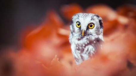 Autumn Little Owl in Soft Bokeh wallpaper