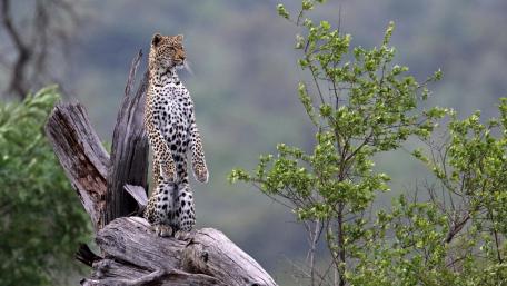 Leopard Watching the Wild Horizon wallpaper