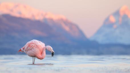 Pink Flamingo by the Mountain Lake wallpaper