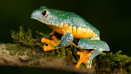 Vibrant Forest Frog on Mossy Branch wallpaper