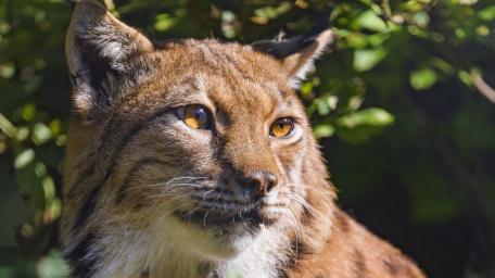Wild Lynx in Forest Light wallpaper