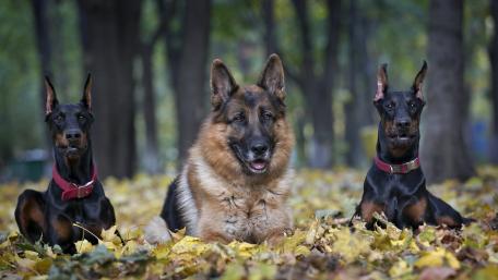 Autumn Guardians in Golden Leaves wallpaper