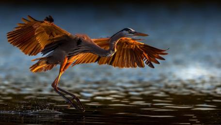 Golden Heron in Flight wallpaper