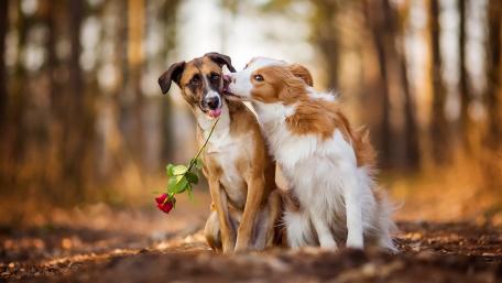 Autumn Love Between Two Dogs wallpaper