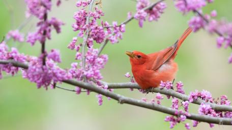 Blossom Perched Songbird wallpaper