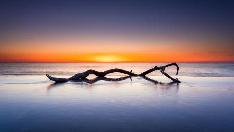 Driftwood at Sunset wallpaper