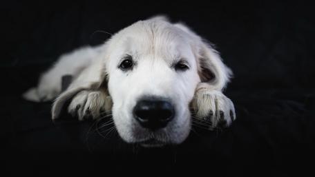 Sleepy White Puppy on Dark Velvet wallpaper