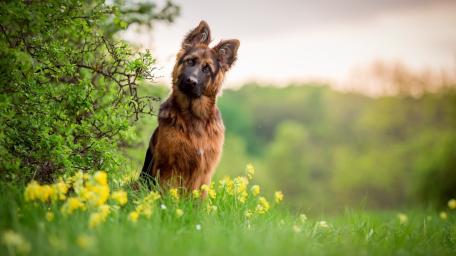 Gentle German Shepherd In Blooming Meadow wallpaper