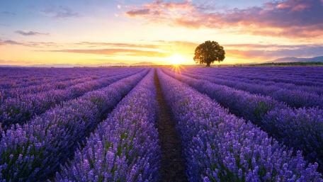 Sunrise Over A Lavender Field wallpaper