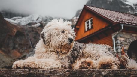 Rustic Fluffy Dog Resting Outdoors wallpaper
