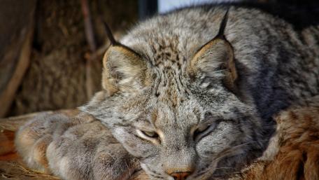 Resting Lynx in Natural Calm wallpaper