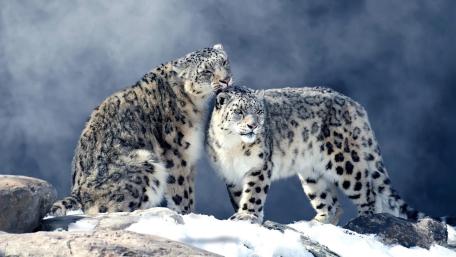 Snow Leopard Bond in Winter Mountains wallpaper