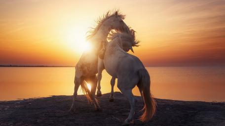 Sunset Dance of White Horses wallpaper
