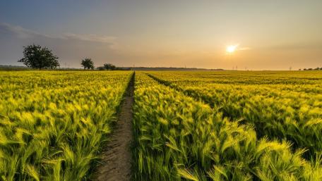 Golden Wheat Path at Sunrise wallpaper