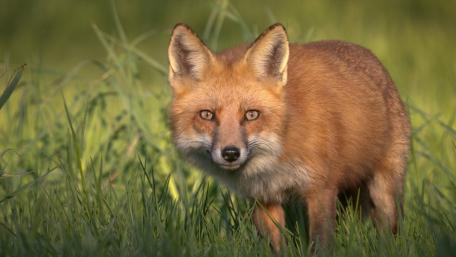 Alert Red Fox in Golden Grass wallpaper