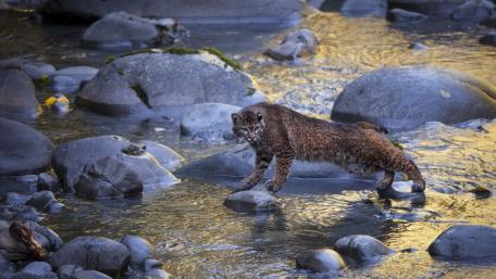 Stealthy Bobcat Crossing River wallpaper