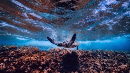 Ocean Turtle Gliding Over Coral Reef wallpaper