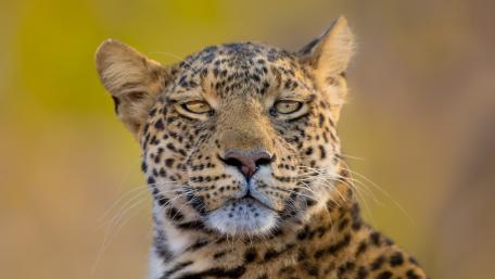 Regal Leopard Close Up Portrait wallpaper